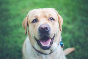 Clayton, MO pet cremation