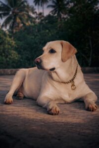 Clayton, MO pet cremations