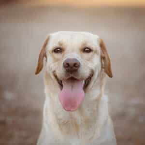 Clayton, MO pet cremations