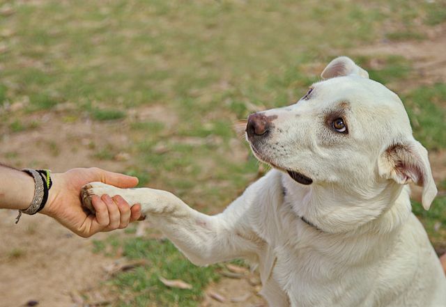 St. Louis, MO pet cremation