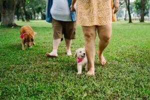 St. Louis, MO pet cremation